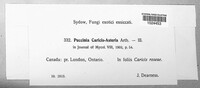 Puccinia caricis-asteris image